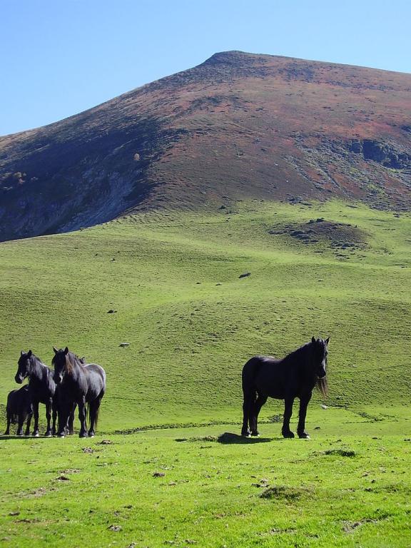Chevaux de Mérens en liberté près du pic de la Calabasse.