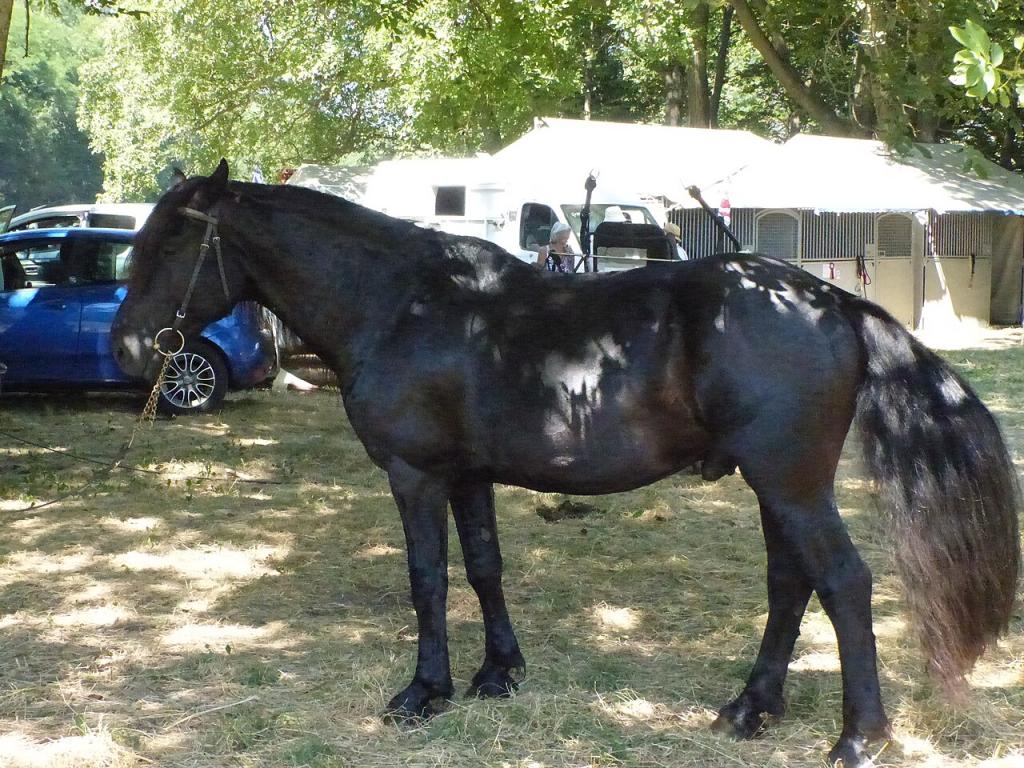 Cheval de Mérens présenté au modèle à Bouan en 2023. - Photo : Tsaag Valren