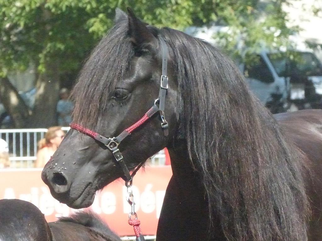 Tête d'un cheval de Mérens portant un licol rose et noir - Bouan 2023 - Photo : Tsaag Valren