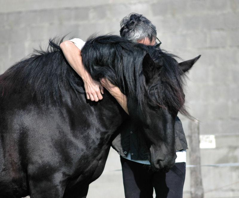 Nickel de Vives, cheval de Mérens très câlin (et cabochard). 