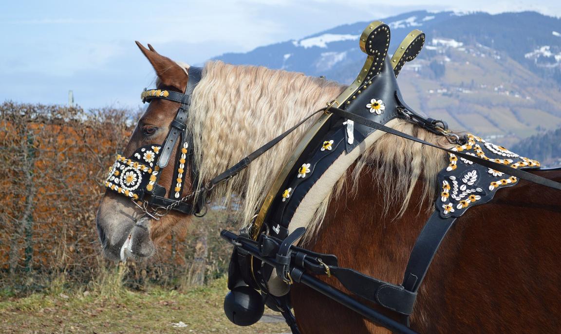 Tête d'un cheval Noriker. - Wald1siedel 