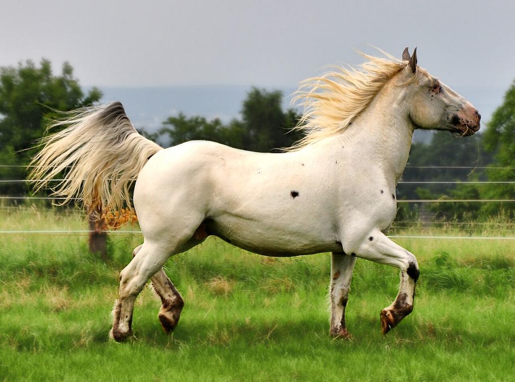 Un Noriker de la lignée Elmar. - Photo: ArtTecFoto