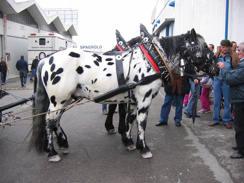 Race Cheval Noriker Tacheté - Paula Jantunen