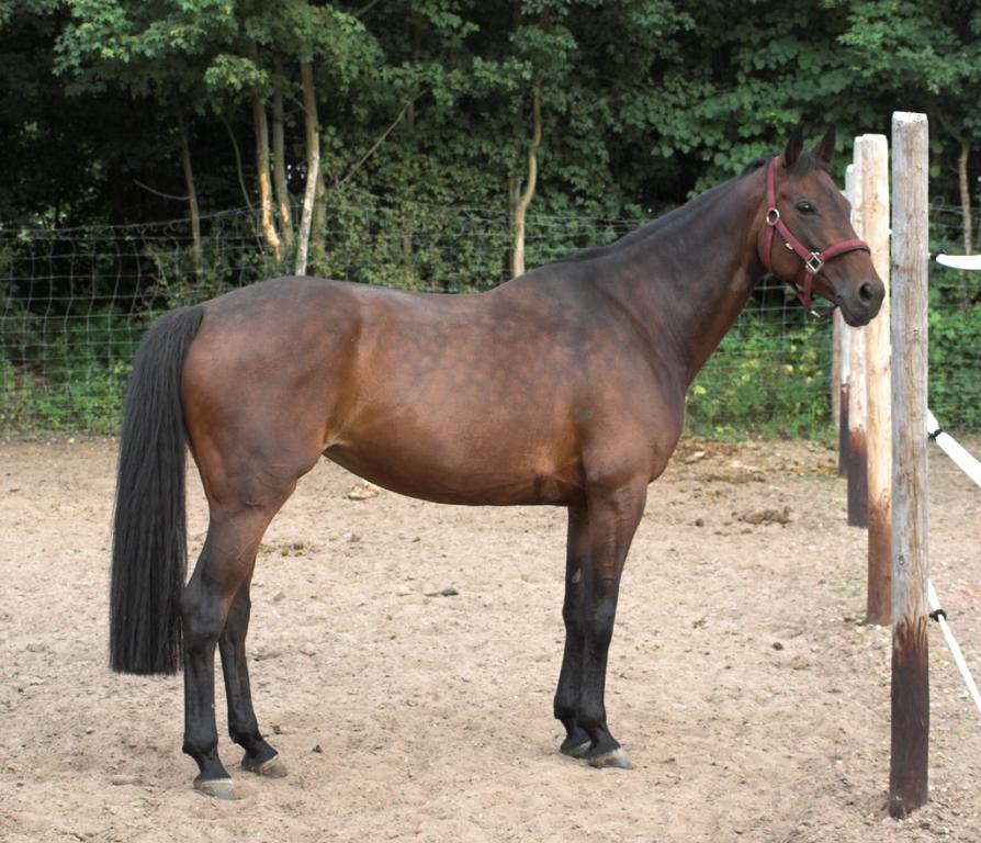 Horse image