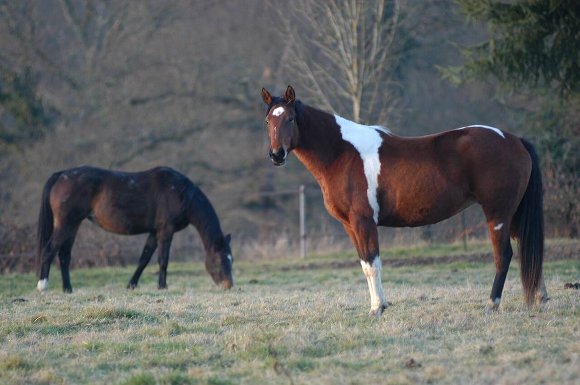 Paint Horse à la robe Tobiano - Domaine public - Jpleconte