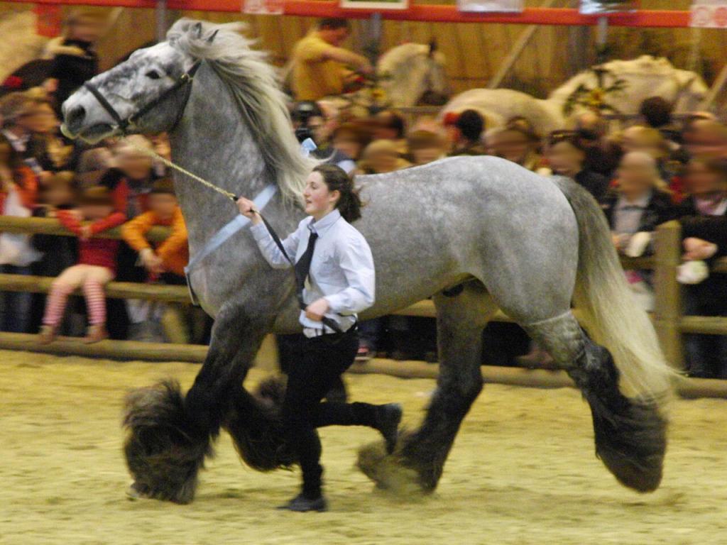 Étalon Poitevin Mulassier gris au trot lors du concours Modèles et Allures de la race au Salon international de l'agriculture 2012, Paris, France. - CC BY-SA 3.0 - Eponimm