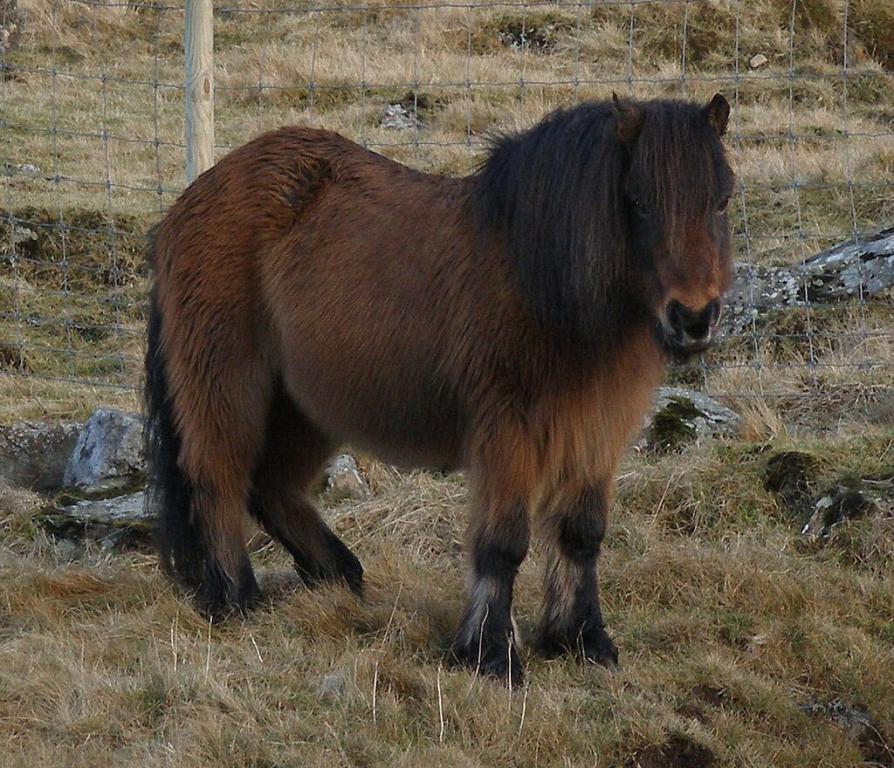 Le poney féroïen bai Grani 1 en pelage d'hiver, en 2006, à l'âge de 19 ans. - CC BY 3.0 - Klara Christiansen