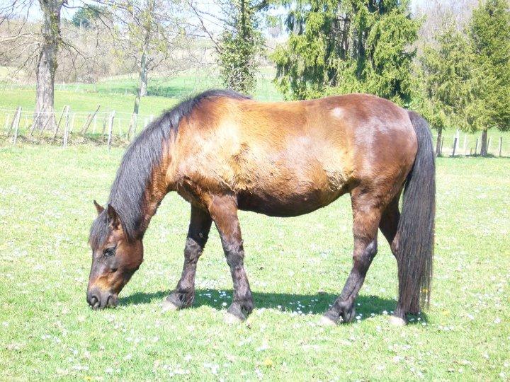 Ponette landaise dans son pré. - Photo : Eponimm 