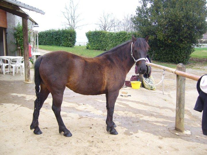 Ninja du Cassou, ponette landaise au modèle. - Photo : Eponimm