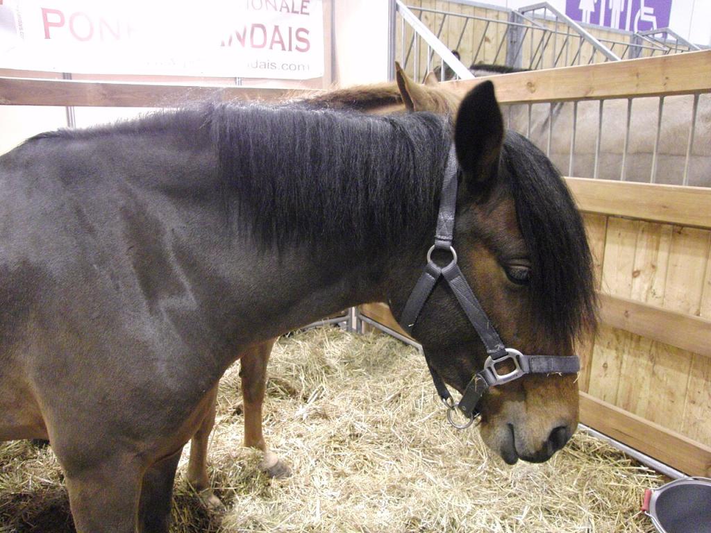 Tête d'un poney landais au Salon international de l'agriculture de 2014. - Photo : Eponimm 