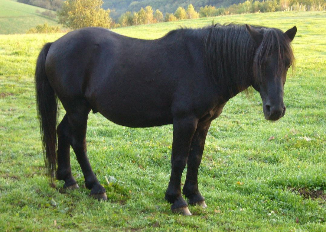 Cheval de race Pottok - Photo : Lankide Gorritxiki 