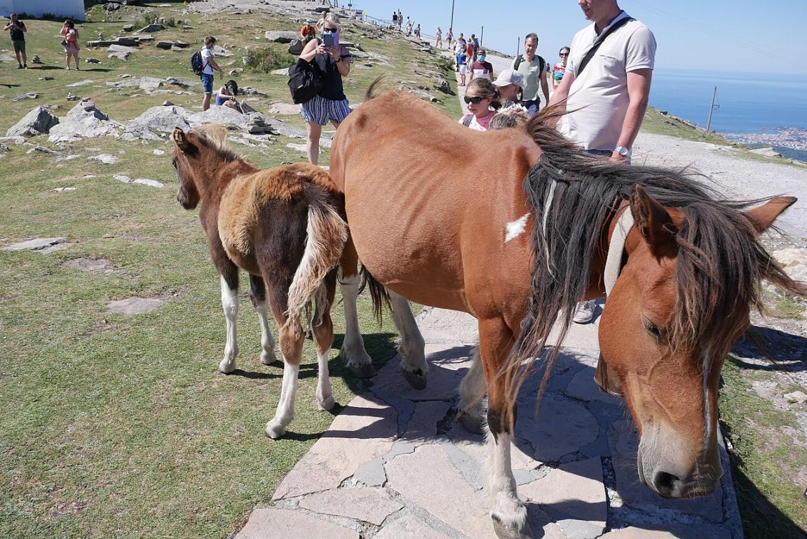 Jument Pottok et son poulain au sommet de la Rhune - Photo : Zewan