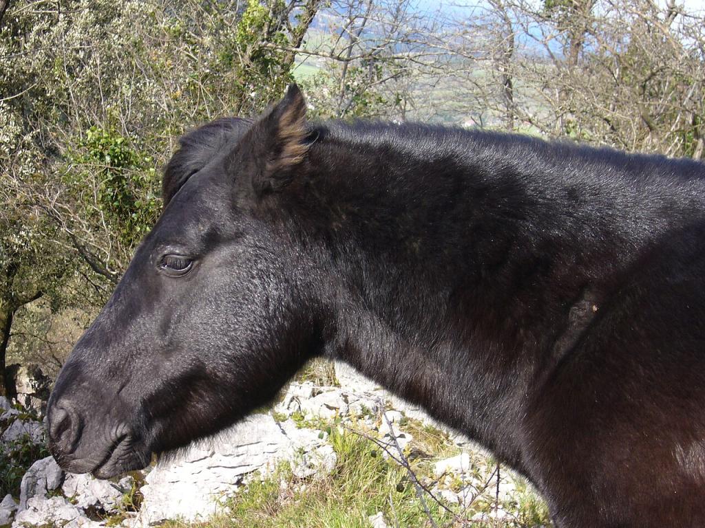 Pottok Type originel, vue de profil. - Photo : Gorritxiki1