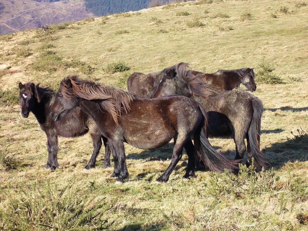 Groupe de pottok de montagne, le type originel. - Photo : Antxon Gomez 