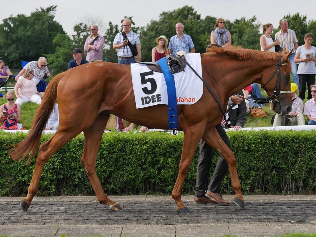 Horse image