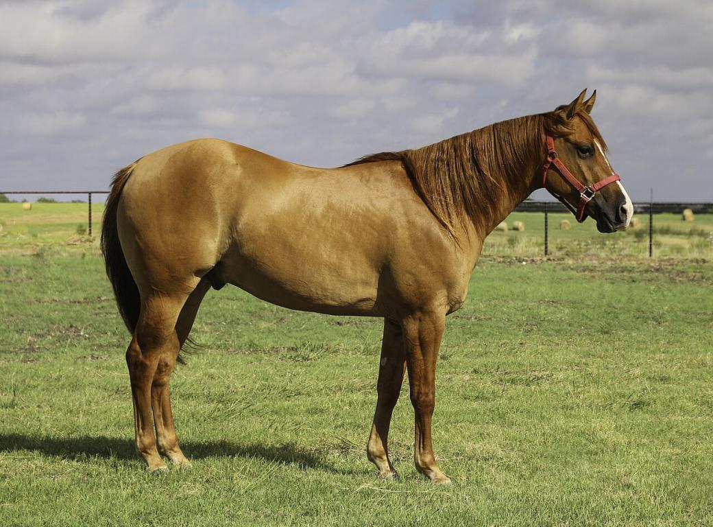 Hongre Quarter Horse alezan, au Texas. L'arrière-main très développée est caractéristique. - Betty Wills (Atsme)
