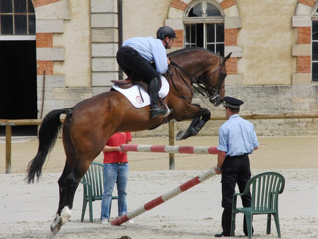 Présentation d'un étalon selle français au haras national de Cluny. - Eponimm