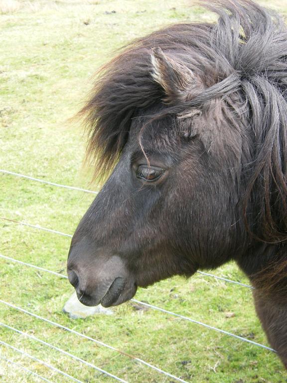 Shetland noir, vu de profil. - CC BY-SA 2.0 - Chris Booth