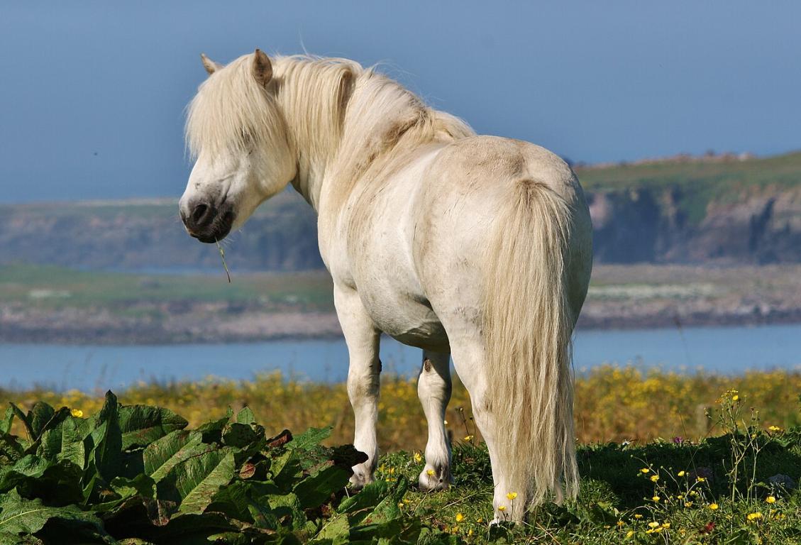 Shetland gris en pelage d'été sur les îles Shetland. - CC BY-SA 2.0 - Ronnie Robertson