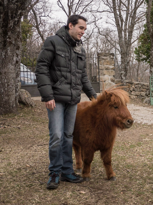 Taille comparée entre un poney Shetland et un homme adulte, dans la sierra madrilène. - CC BY-SA 4.0 - Ramon Ferrer