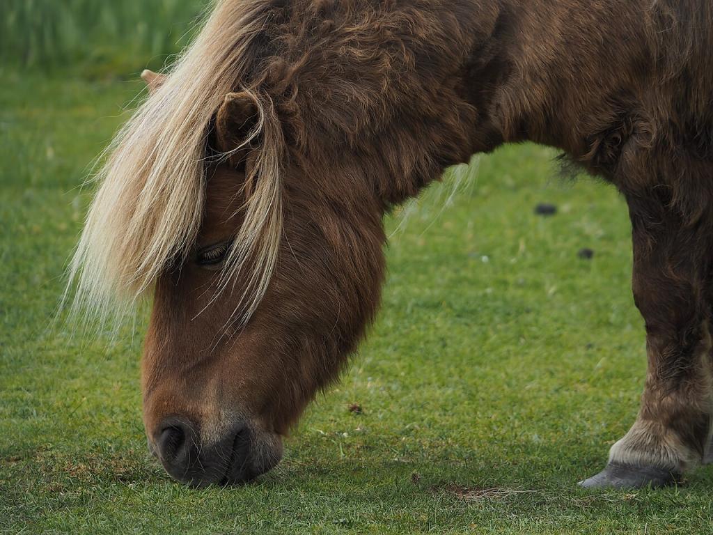 Shetland alezan crins lavés, vu de profil, broutant. - CC BY-SA 2.0 - joiseyshowaa