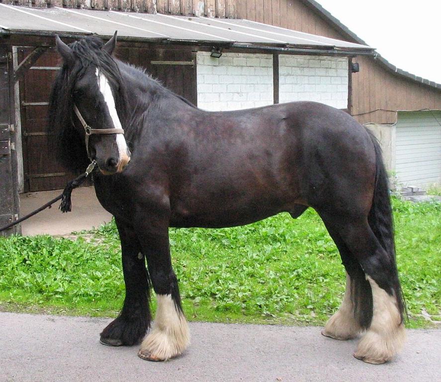 Goliath, Shire de robe noire. - CC BY-SA 3.0 - Farrierpete