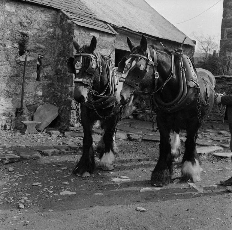 Paire de Shire au travail en 1964. - CC BY-SA 4.0 - Geoff Charles