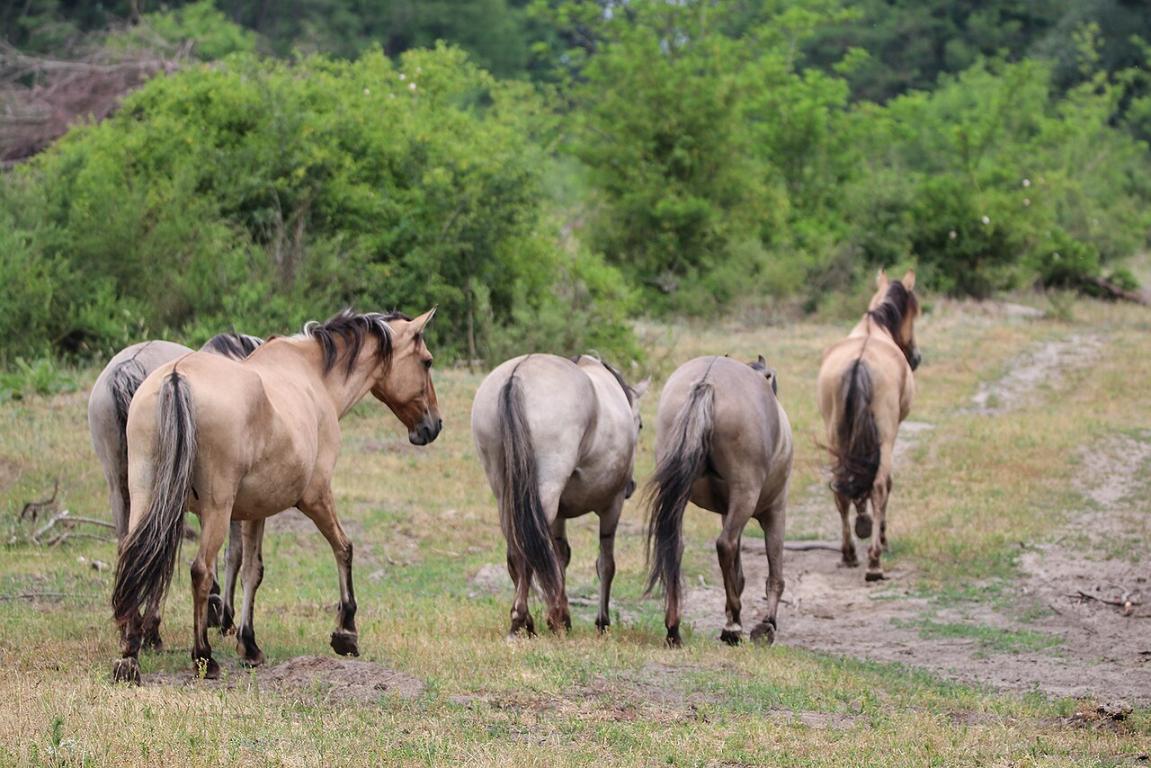 Groupe de Sorraia au Naturschutzgebiet Döberitzer Heide, près de Berlin en Allemagne. - CC BY-SA 4.0 - MaxHerzog 