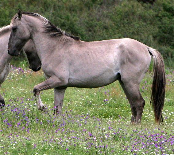 Un étalon Sorraia de la Vale de Zebro, une réserve portugaise. - CC BY 3.0 - Selona