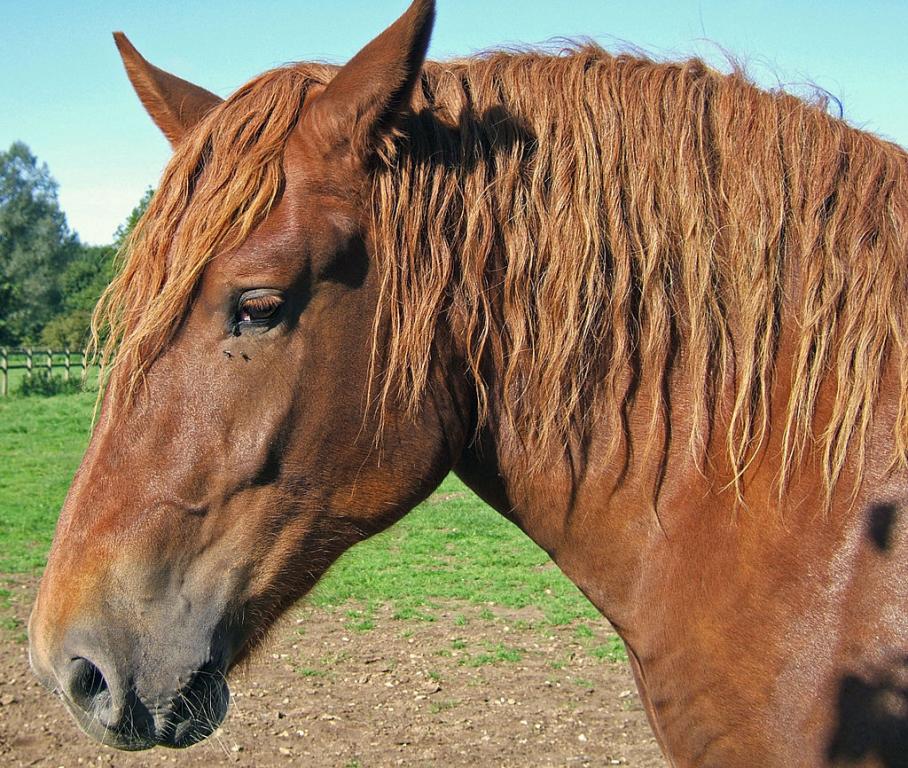 Gros plan sur la tête d'un Suffolk Punch. - CC BY 2.0 - Squeezyboy 