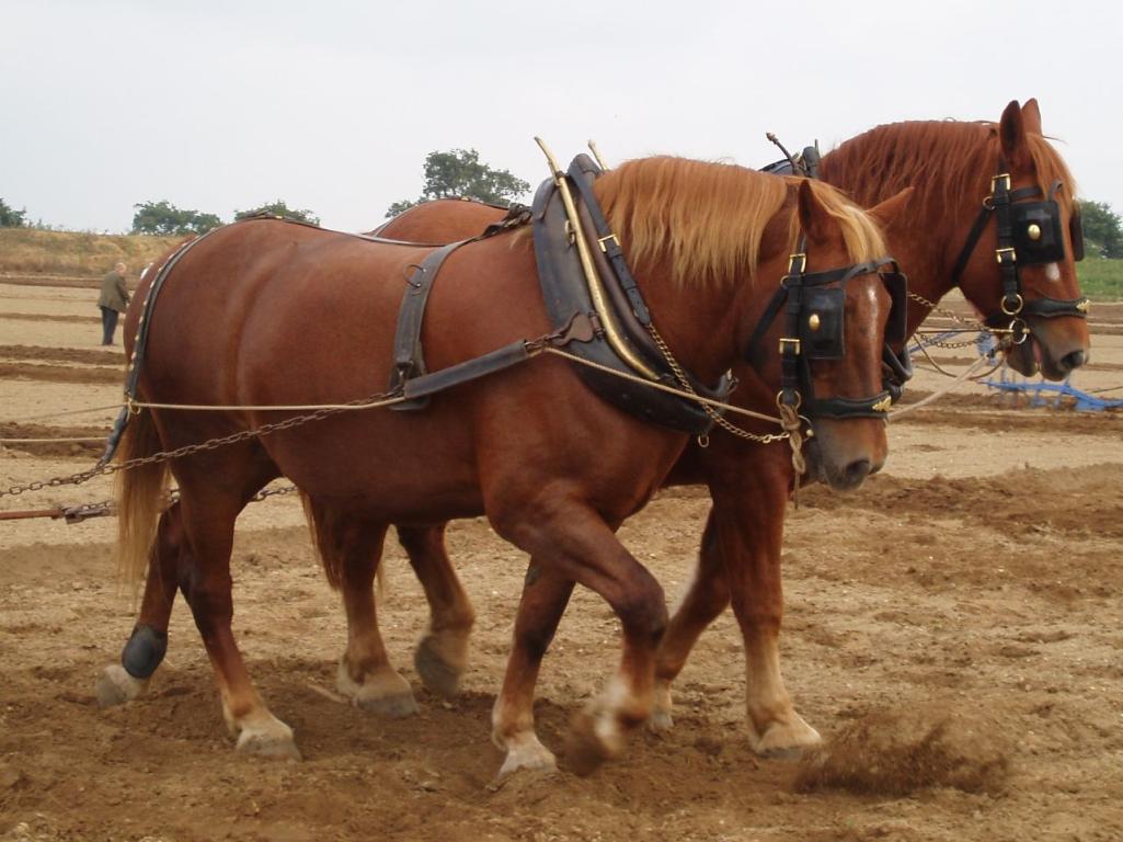 Une paire de Suffolk Punch en démonstration de labour. - CC BY-SA 2.0 - Amanda Slater