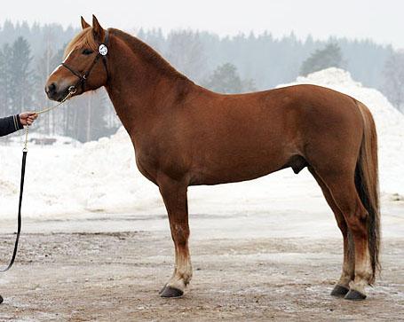 Étalon finlandais de type trotteur. - Photo : Johanna Rautio 