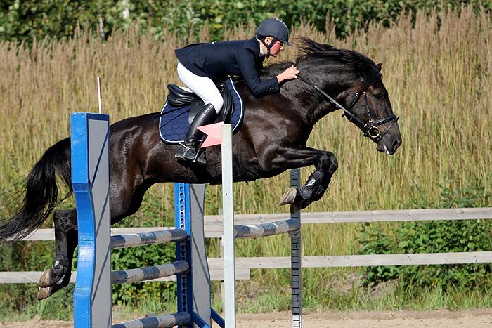 Cheval finlandais bai foncé. - Photo : Johanna Rautio - Oma teos