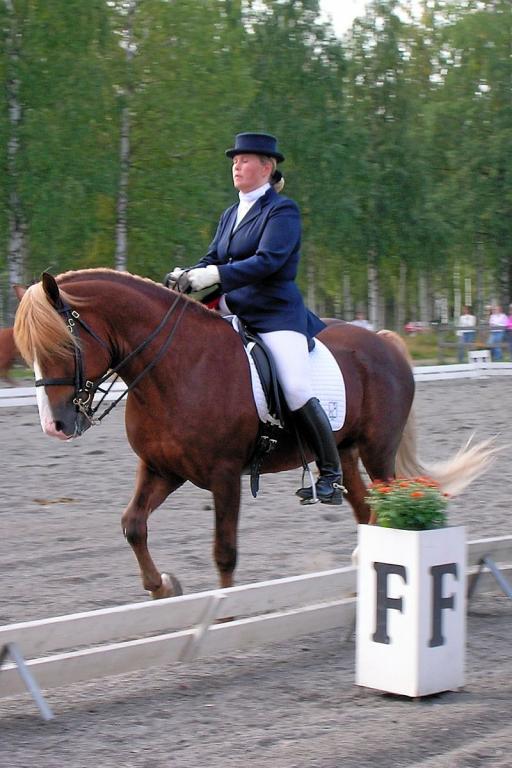 Un étalon finlandais en compétition de dressage. - Photo : Hanna V - Oma teos