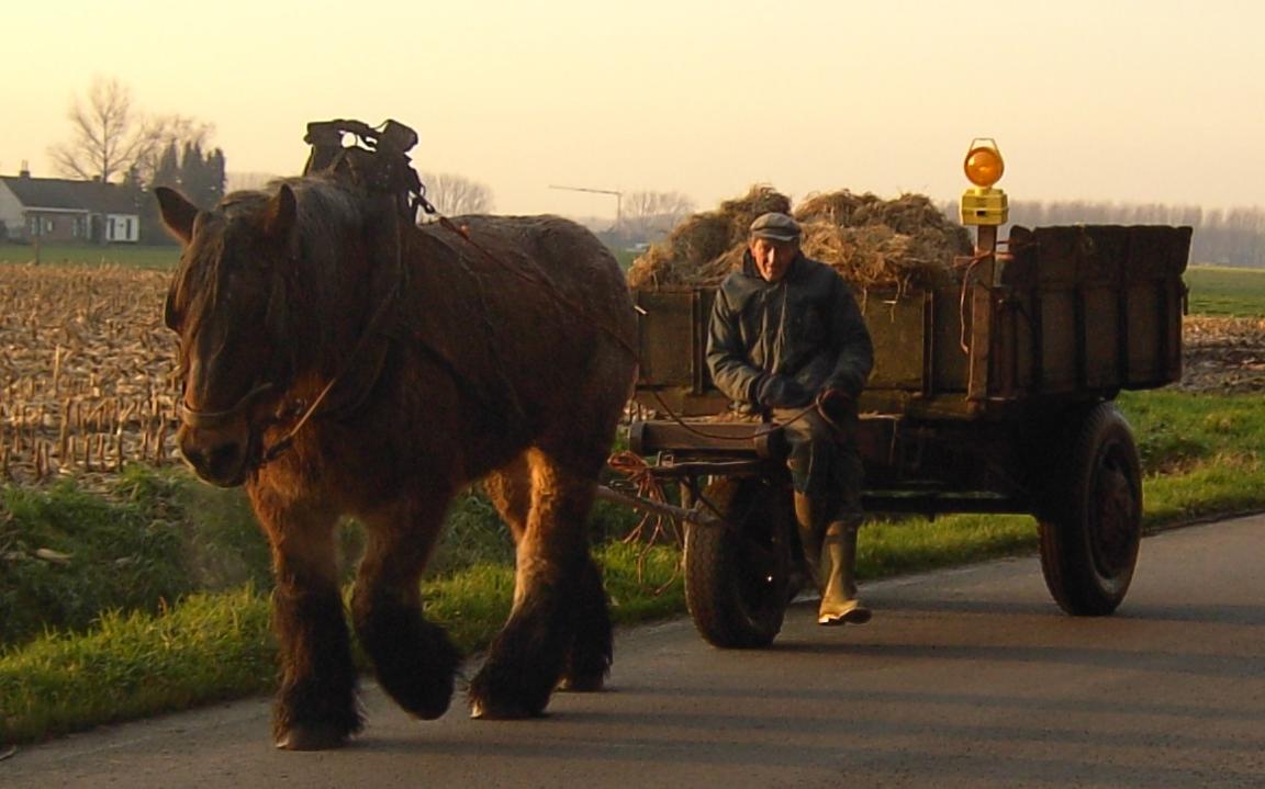 Trait belge au travail de traction agricole à Merelbeke. - Photo : Spotter2