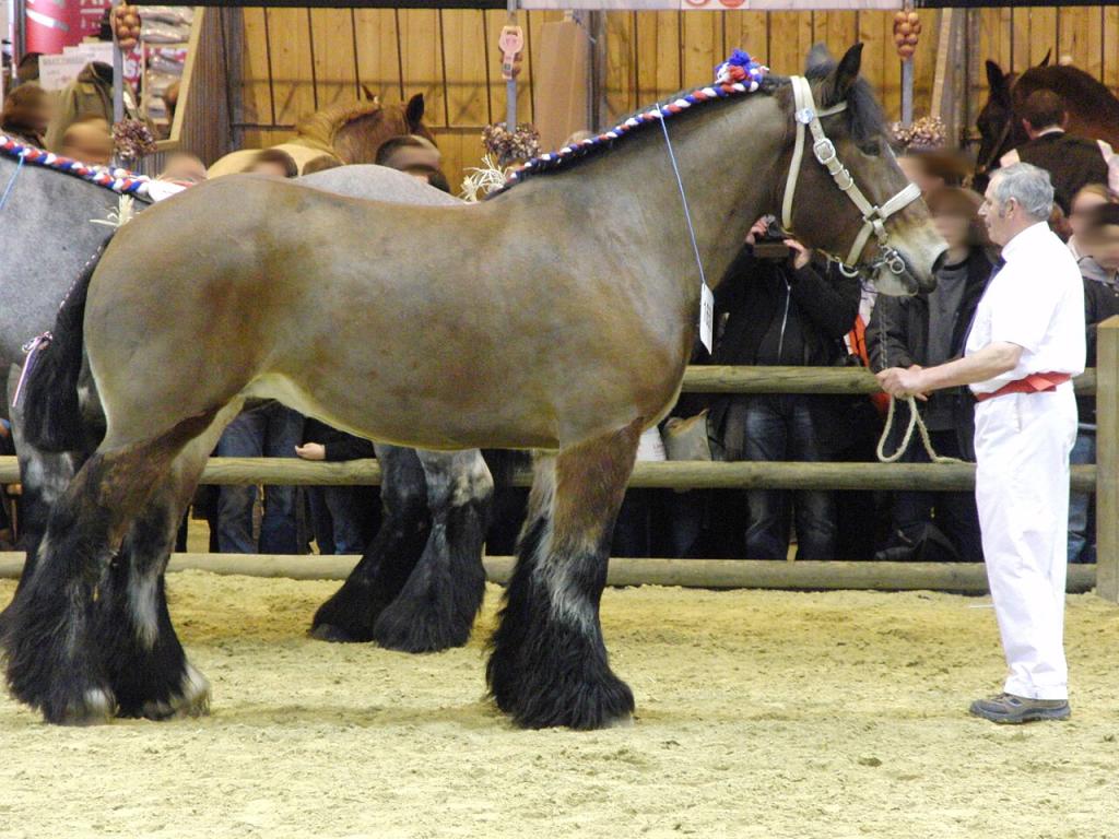 Jument au modèle lors du concours Modèles et Allures de la race au Salon international de l'agriculture 2012 (Paris, France). - CC BY-SA 3.0  - Eponimm