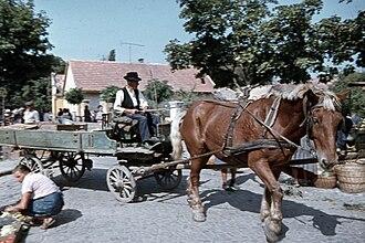 Trait hongrois à Szentendre en 1969 - CC BY-SA 3.0 - Photo : FORTEPAN / Zsanda Zsolt