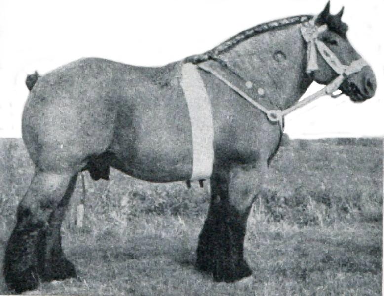 Étalon trait néerlandais vers 1945 - Domaine public - Summerhayes, R.S., “Horses and Ponies”, Warne & Co, New York, 1948