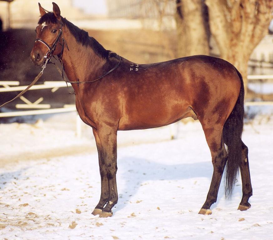 Trakehner bai, au modèle - Лена 