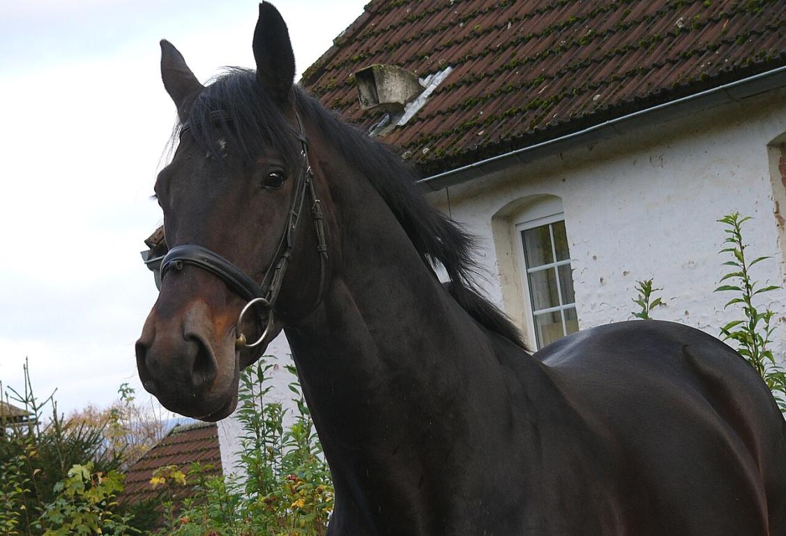 Tête d'un trakehner. - Kathleen Conklin