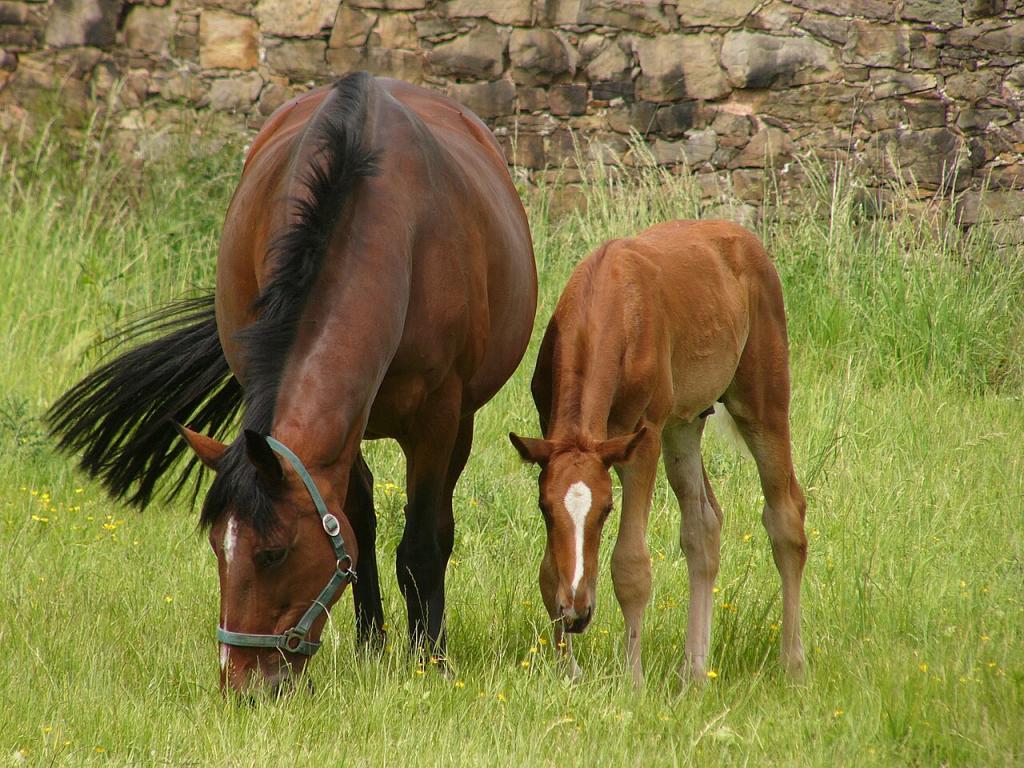 Jument Trakehner et son poulain. - Kathleen Conklin
