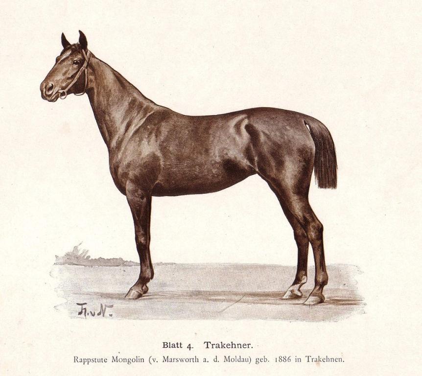 Dessin d'une jument trakehner née en 1886 à Trakehnen - Thomas von Nathusius († 18. August 1904)