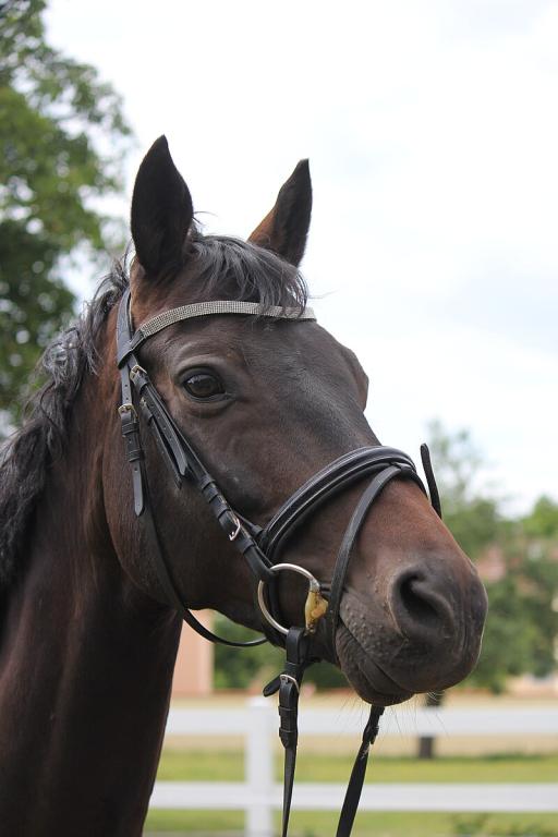La tête d'un Trakehner est noble car il est élevé en pure race. - Melina Ziegler 