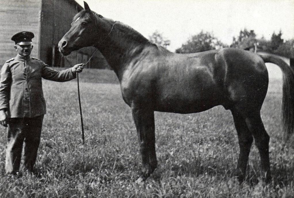 Cheval Trakehner en 1927