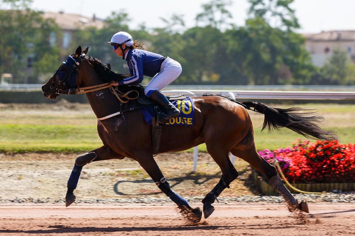 Trotteur français à l'hippodrome de la Cépière. - Photo : Clément Gruin (Wikimedia, CC-BY-SA 4.0)