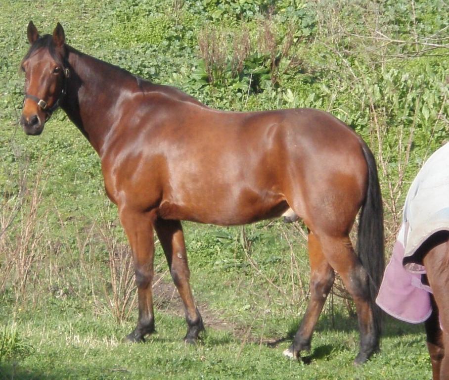 Le Trotteur français est désormais fortement imprégné par le Standardbred américain. - Photo : Izzypie Isabella Marks, AU