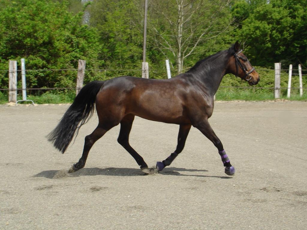 Jument trotteur français, au trot, en liberté. - Photo : Kili77