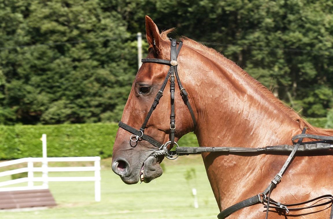 Tête d'un trotteur français alezan harnaché. - Photo : Amélie Tsaag Valren