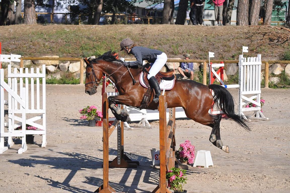 Hongre Trotteur français participant à un concours de saut d'obstacles. - Photo : Eponimm 