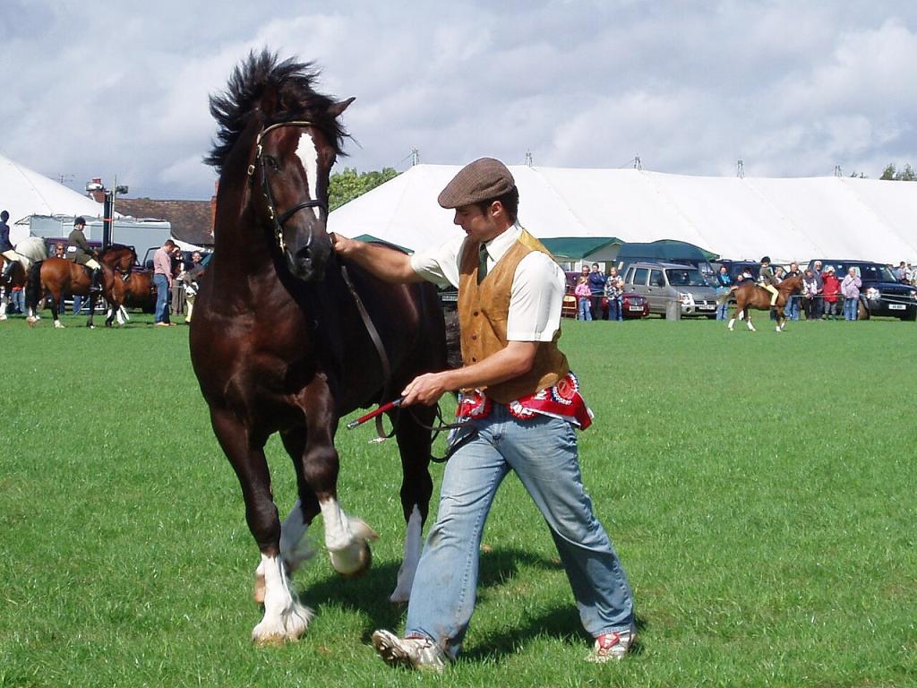 Welsh cob présenté sur un show britannique en main, en 2008. - Photo : Amanda Slater